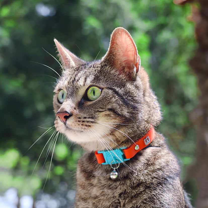 Kittyrama Saffron Cat Collar
