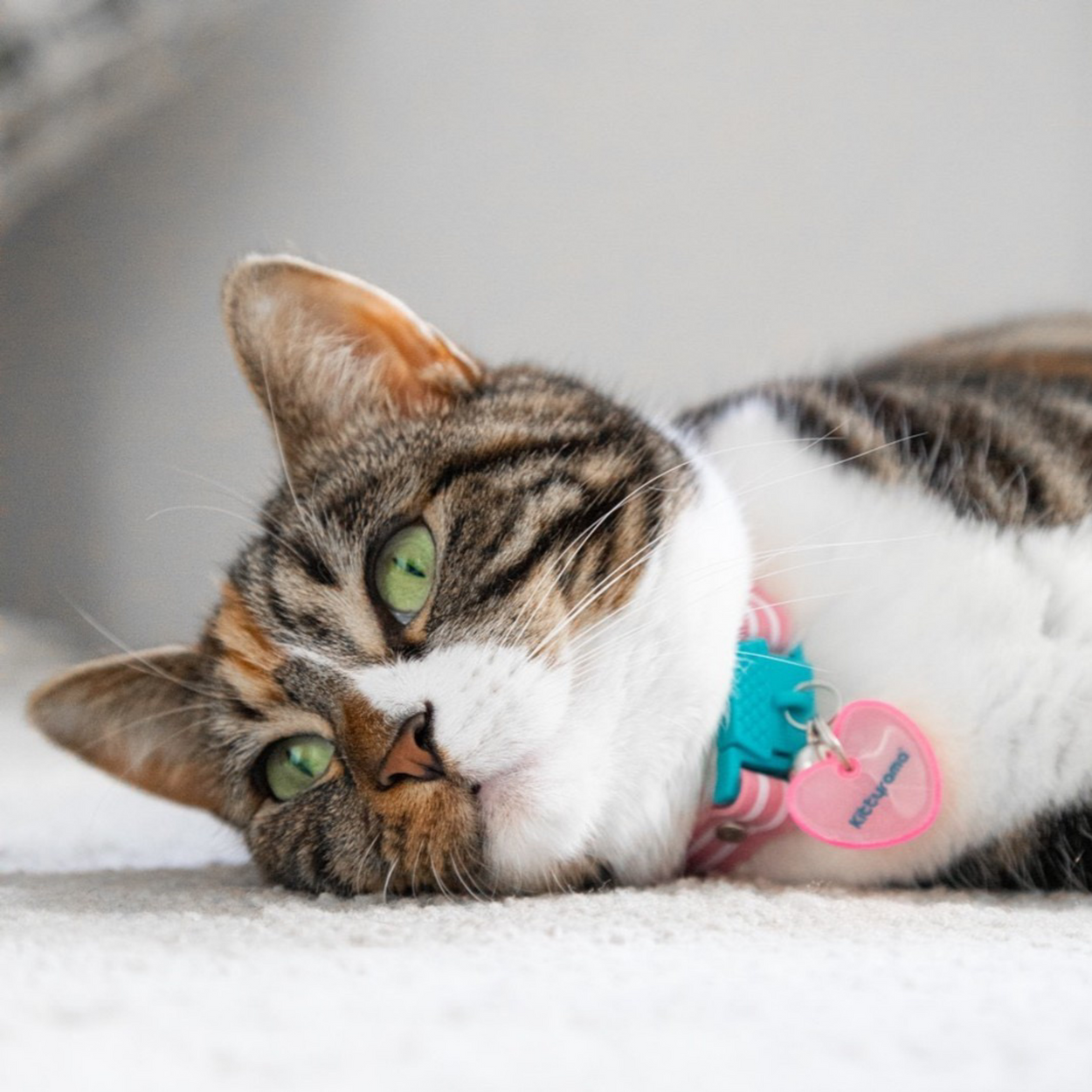 Cat reflective best sale